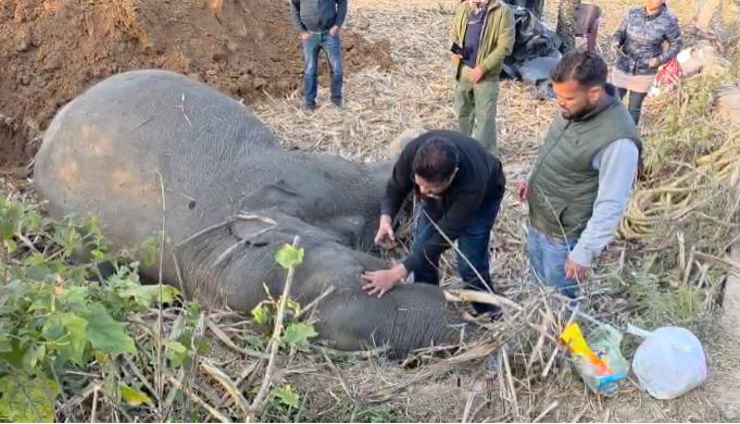 विकासनगर में 20 वर्षीय नर हाथी की संदिग्ध मौत, वन विभाग में हड़कंप