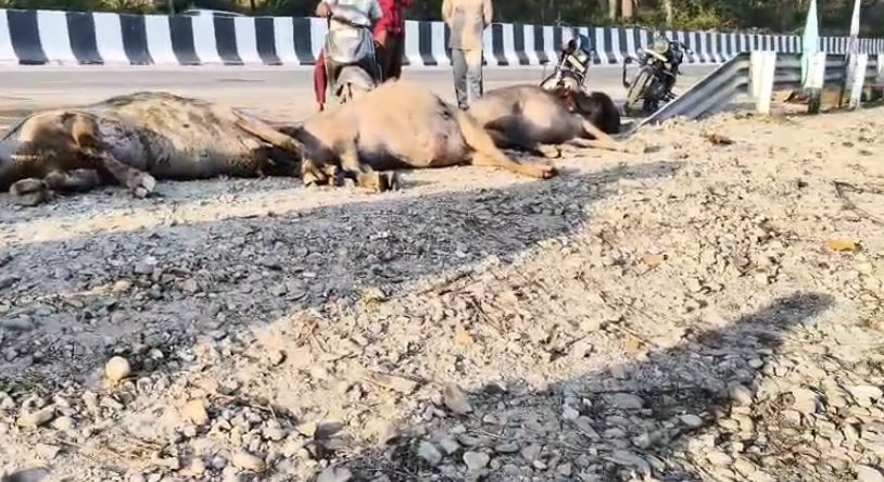 विकासनगर में खनन से लदे ट्रकों ने पशुओं को कुचला, पांच भैंसों की मौत