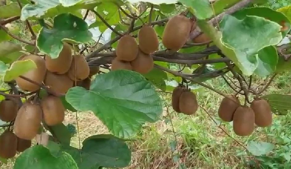 पिथौरागढ़ बन रहा कीवी खेती का नया हब, किसानों की आय बढ़ाने की दिशा में बड़ा कदम