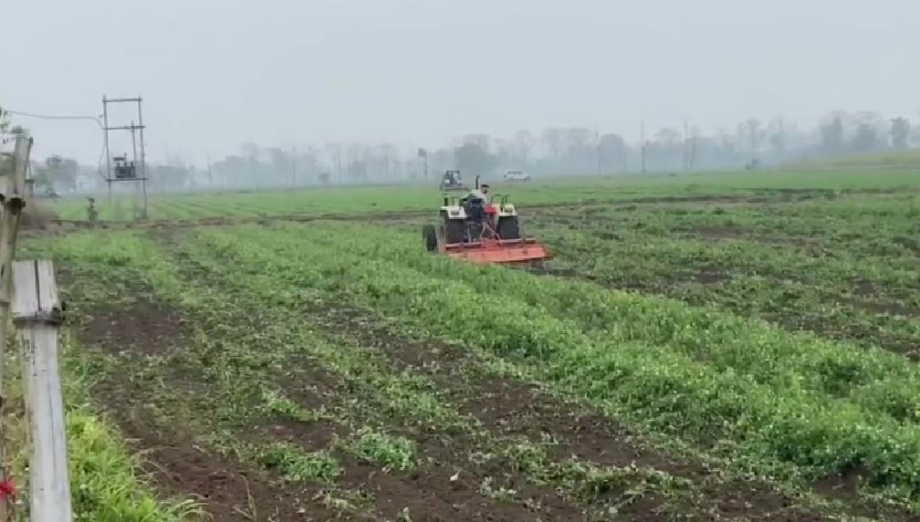 खटीमा के दमगढ़ा गांव में 120 एकड़ फसल रौंदे जाने का आरोप, प्रशासन पर मिलीभगत का संदेह