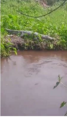 लालकुआँ में सेंचुरी पेपर मिल के नाले में मगरमच्छों का आतंक, ग्रामीणों में दहशत