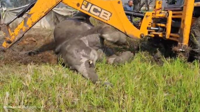 पीपल पड़ाव रेंज में संदिग्ध हालात में हाथी की मौत