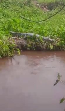 सेंचुरी पेपर मिल का दूषित नाला बना दहशत का कारण, मगरमच्छों के बढ़ते आतंक से ग्रामीण भयभीत