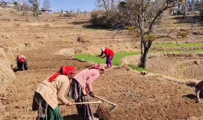 चंपावत के पर्वतीय क्षेत्रों में आलू की बुवाई जोरों पर, महिलाओं का योगदान महत्वपूर्ण