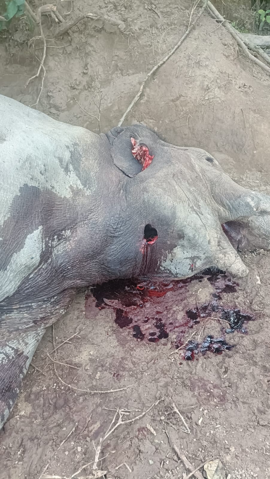 हरिद्वार के श्यामपुर वन क्षेत्र में मखना हाथी की संदिग्ध मौत, हड़कंप