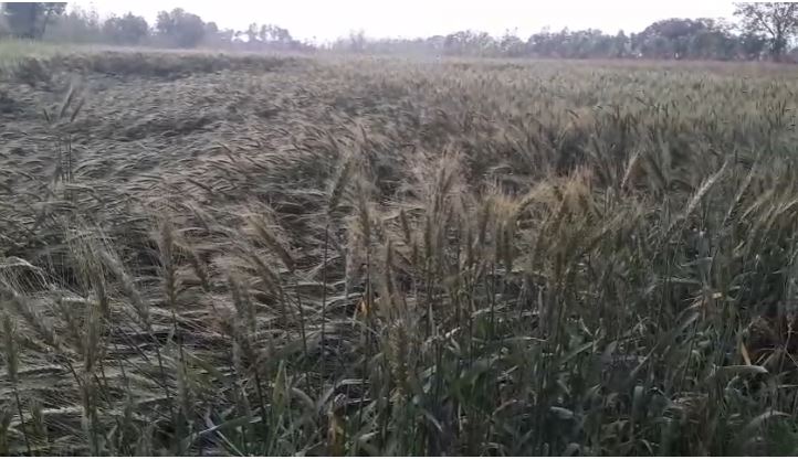 लक्सर में मौसम का फिर बदलाव, किसानों की चिंता बढ़ी