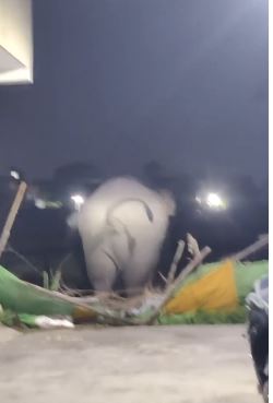 कनखल में हाथी की दस्तक से दहशत, फसल को नुकसान