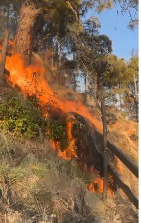 चकराता में जंगल की आग से आठ किसानों के बगीचे जलकर राख