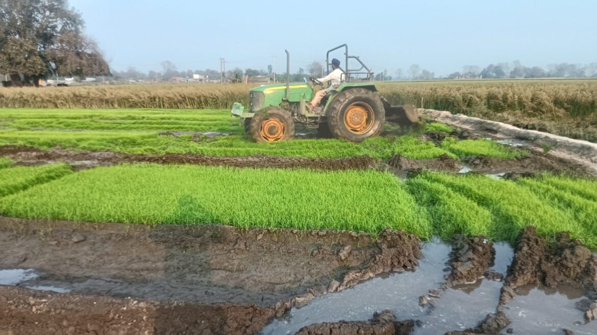 सितारगंज में प्रशासन की कार्रवाई, ग्रीष्मकालीन धान की फसल नष्ट