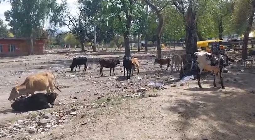 चारधाम यात्रा से पहले ऋषिकेश में सड़कों से हटेंगे निराश्रित गोवंश