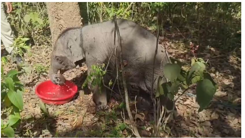 लच्छीवाला रेंज में हाथी के शावक का रेस्क्यू, चिल्ला रेंज में विशेष देखभाल शुरू