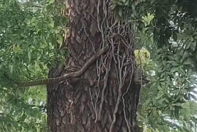 चंपावत के पहाड़ी क्षेत्र में दिखा किंग कोबरा, ग्रामीणों में दहशत का माहौल