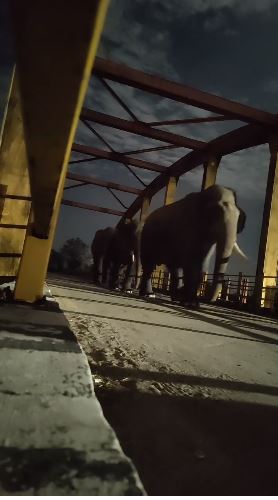 कनखल में हाथियों का आतंक, रिहायशी इलाकों में बढ़ी दहशत