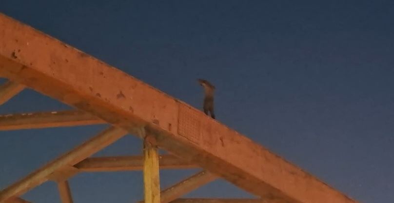 ललतारा पुल पर युवक चढ़ा, पुलिस ने बचाया