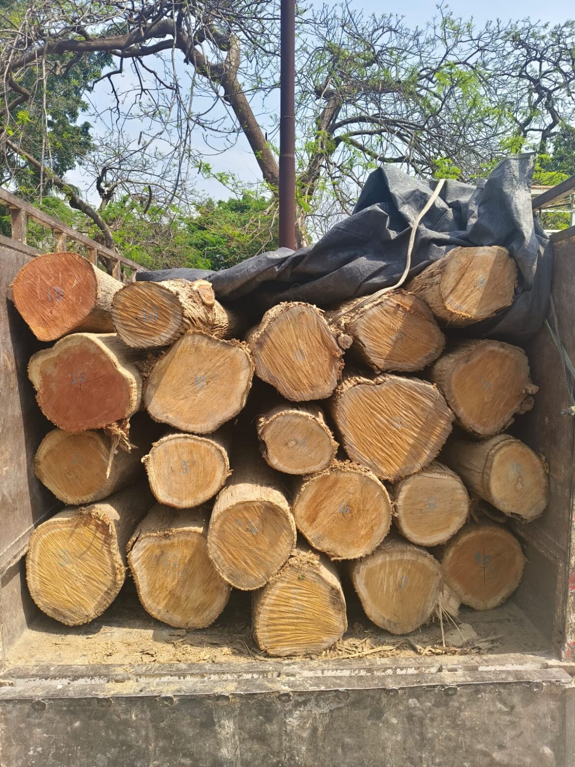 लालकुआं में सागौन तस्करी मामला: आंकड़ों के अंतर ने खड़े किए सवाल