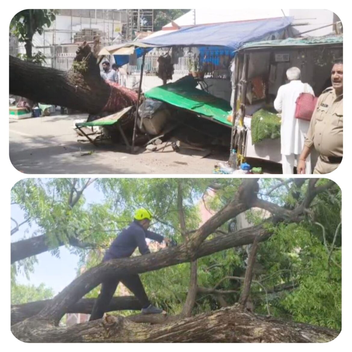 कनखल: आनंदमयी आश्रम के पास गिरा विशाल नीम का पेड़, बड़ा हादसा टला