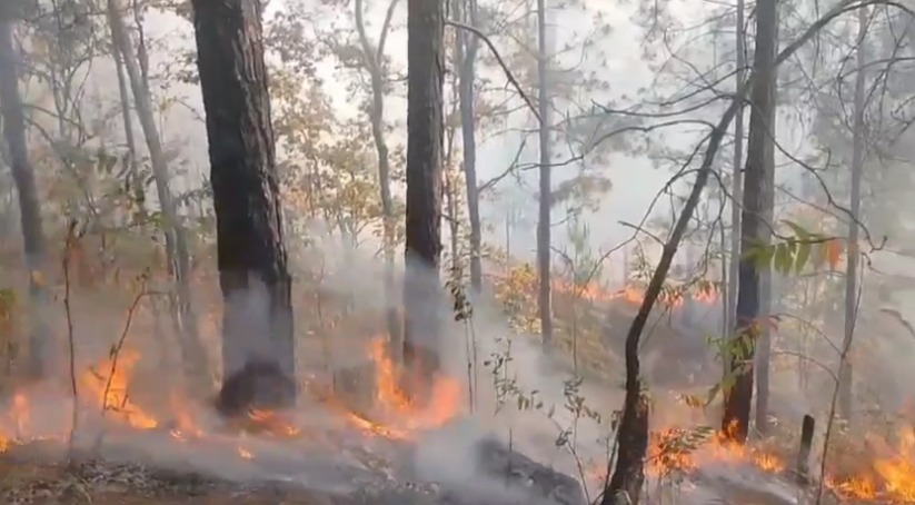 चंपावत के जंगलों में बढ़ी आग की घटनाएं, वन विभाग अलर्ट मोड पर
