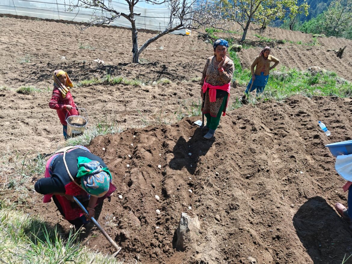 चमोली में राजकीय आलू फार्मों का पुनर्जीवन, किसानों को फिर मिलेंगे उन्नत बीज
