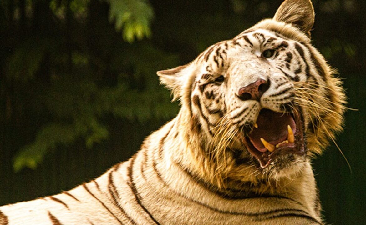 उत्तराखंड में बढ़ा मानव-वन्यजीव संघर्ष, तीन महीनों में 20 मौतें