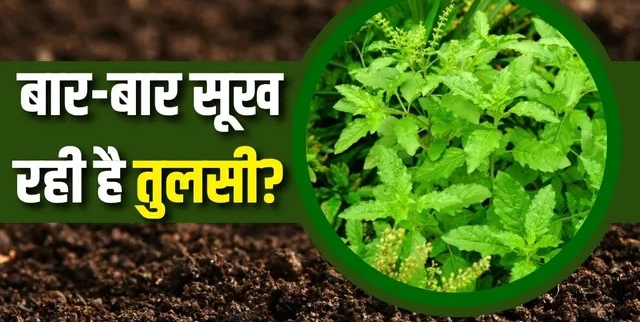 तुलसी का पौधा क्यों सूख जाता है? जानिए आम गलतियां और सही देखभाल के तरीके