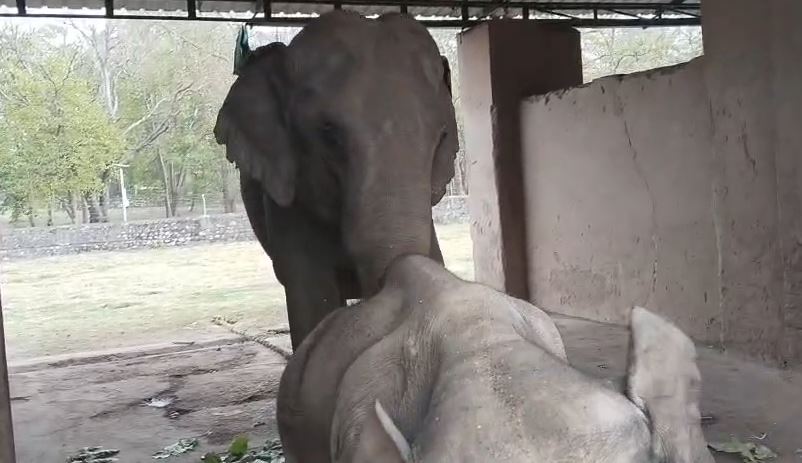 उत्तराखंड में हाथियों की निगरानी के लिए AI तकनीक का सहारा, वन विभाग अलर्ट