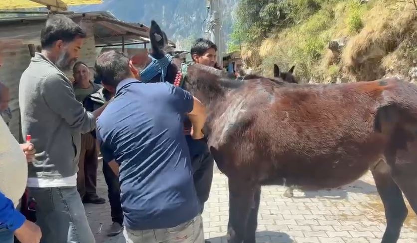 हेमकुंड साहिब यात्रा के लिए घोड़ा-खच्चरों का बीमा व स्वास्थ्य परीक्षण अनिवार्य