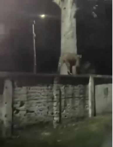 हरिद्वार के भेल क्षेत्र में गुलदार दिखने से दहशत, स्थानीय लोगों में बढ़ी चिंता