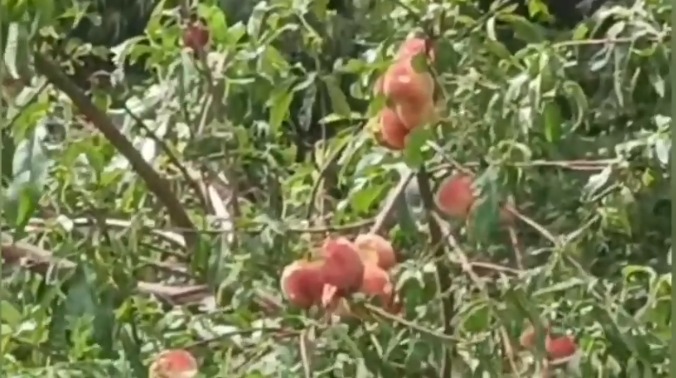 ओलावृष्टि से किसानों को भारी नुकसान, फलों और सब्जियों की फसलें बर्बाद
