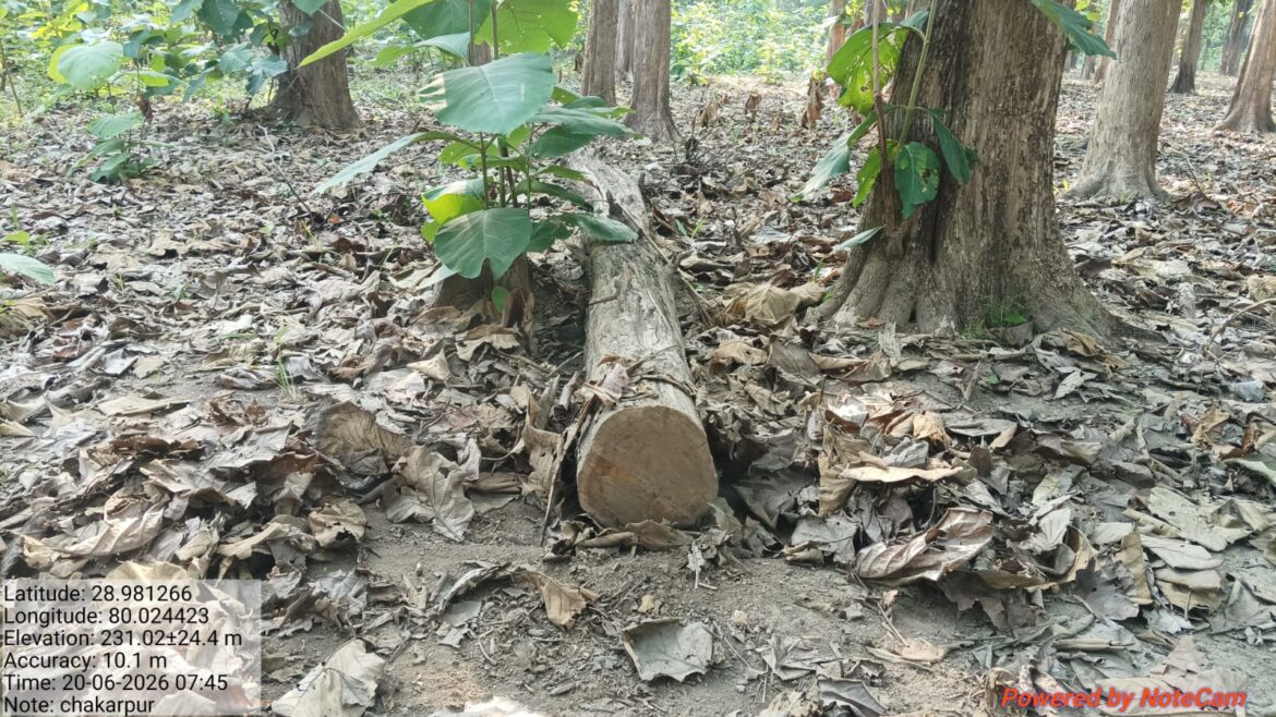 खटीमा रेंज में फिर अवैध पेड़ कटान का मामला, चार पेड़ काटे जाने के आरोप से उठे सवाल