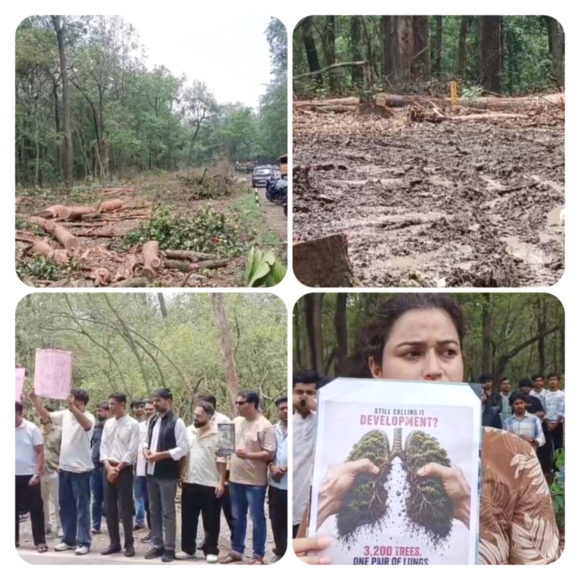 सात मोड़ में पेड़ों की कटाई का विरोध, रक्षा सूत्र बांधकर बचाने की उठाई मांग