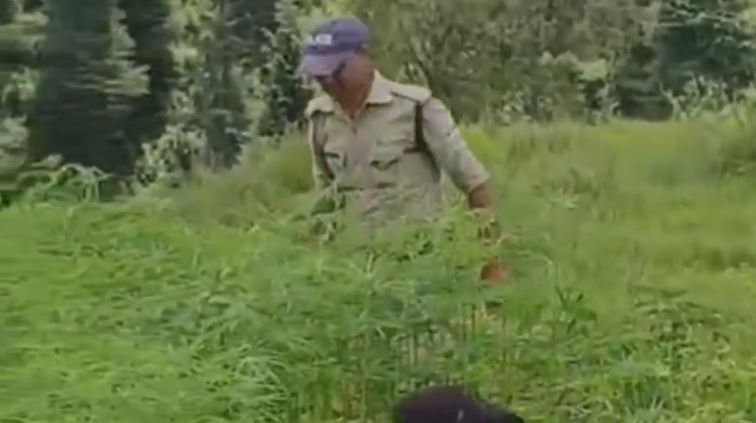 मल्ला खतेड़ा में 18 नाली अवैध भांग की खेती नष्ट, नशे के खिलाफ अभियान जारी