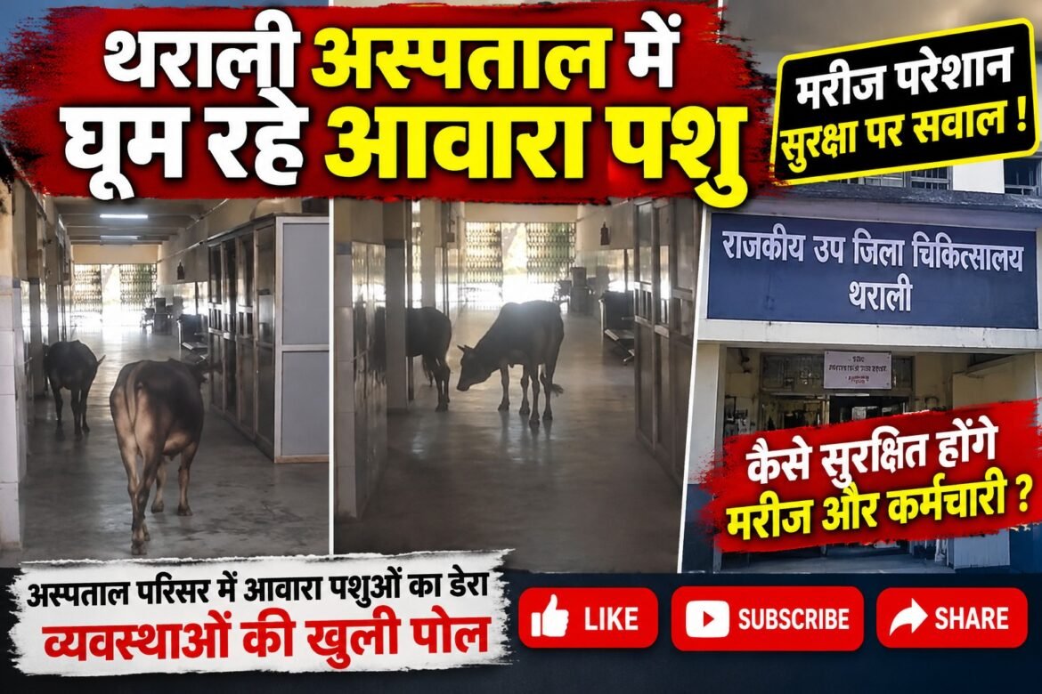 थराली सामुदायिक स्वास्थ्य केंद्र में आवारा पशुओं की आवाजाही, सुरक्षा व्यवस्था पर सवाल