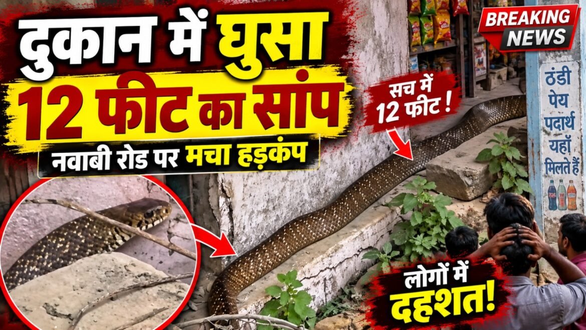 नवाबी रोड पर दुकान में घुसा 12 फीट लंबा सांप, मचा हड़कंप