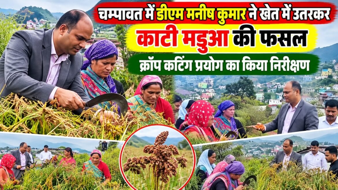 चंपावत में डीएम मनीष कुमार ने खेत में उतरकर काटी मडुआ की फसल, क्रॉप कटिंग प्रयोग का किया निरीक्षण