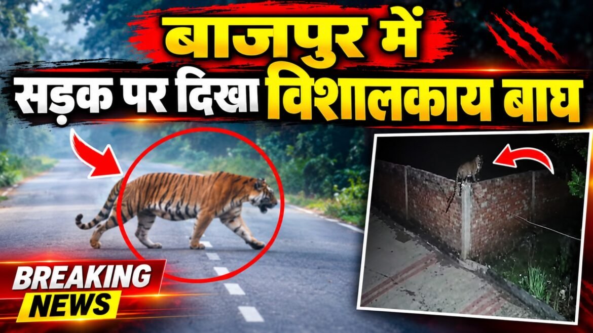 बाजपुर में दिनदहाड़े सड़क पर दिखा बाघ, आबादी क्षेत्र में गुलदार के हमले से दहशत