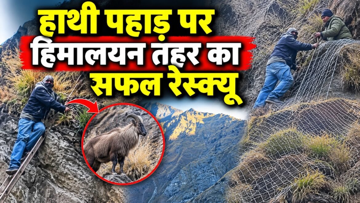 ज्योतिर्मठ के हाथी पहाड़ पर वायर के जाल में फंसा दुर्लभ हिमालयन तहर, तीन घंटे की मशक्कत के बाद सफल रेस्क्यू
