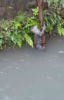 बौर कैनाल में गिरे तेंदुए के शावक को ग्रामीणों ने बचाया, मां के साथ जंगल लौटा